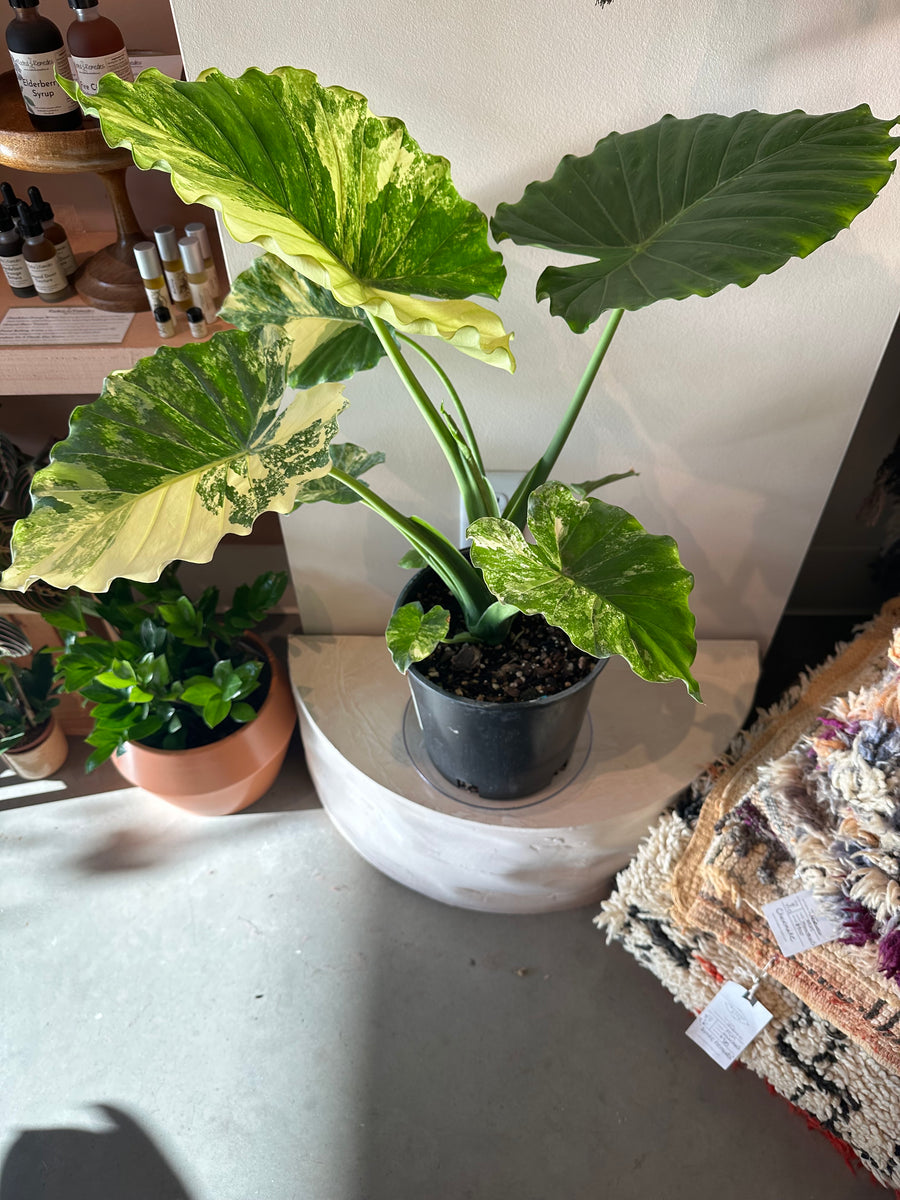 Alocasia - Gageana Aurea – WILDEHAUS