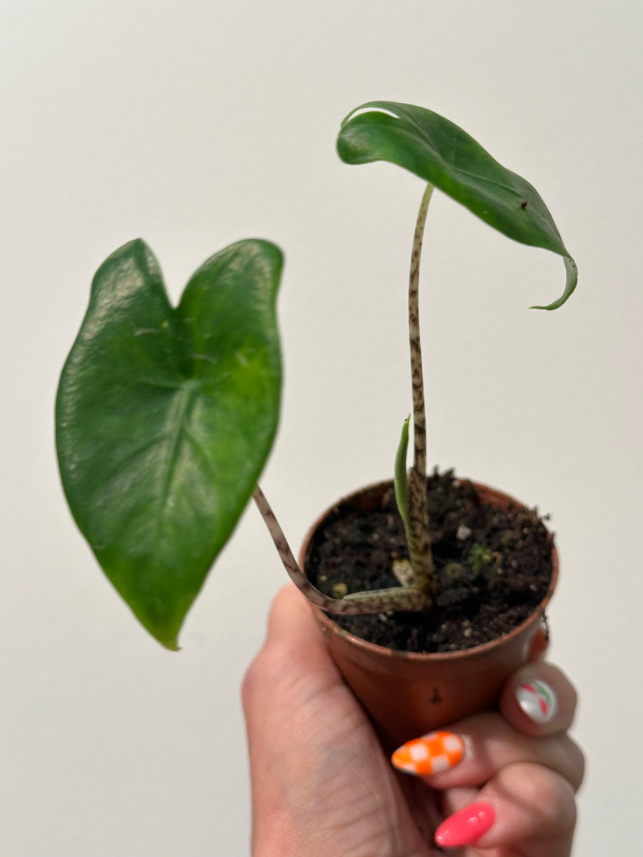 Alocasia Zebrina – WILDEHAUS