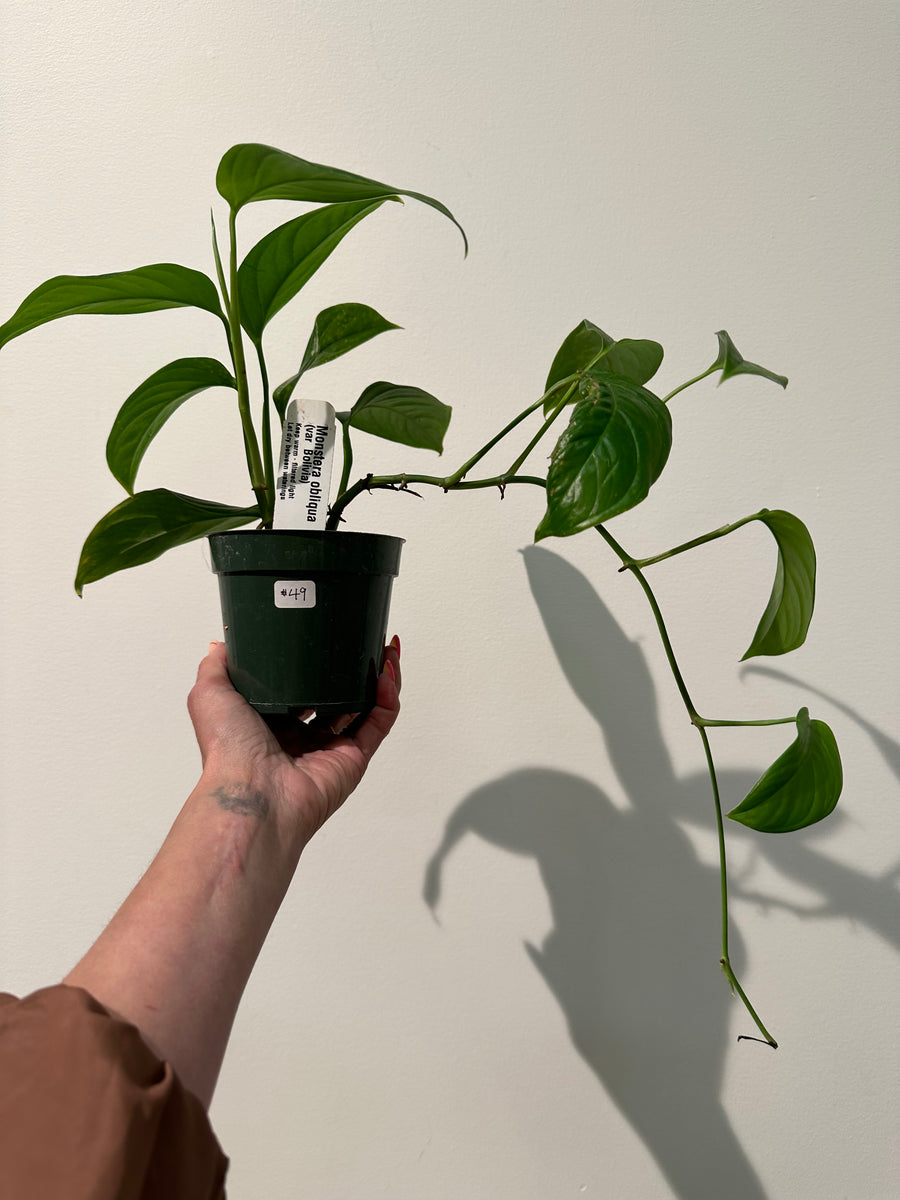 Monstera Obliqua (Bolivia) – WILDEHAUS