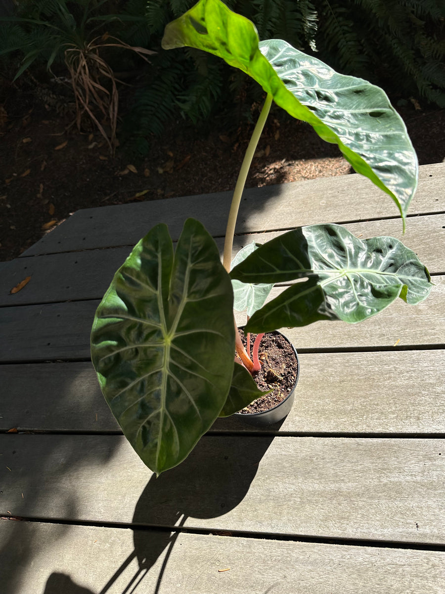 Alocasia - Pink Princess – WILDEHAUS