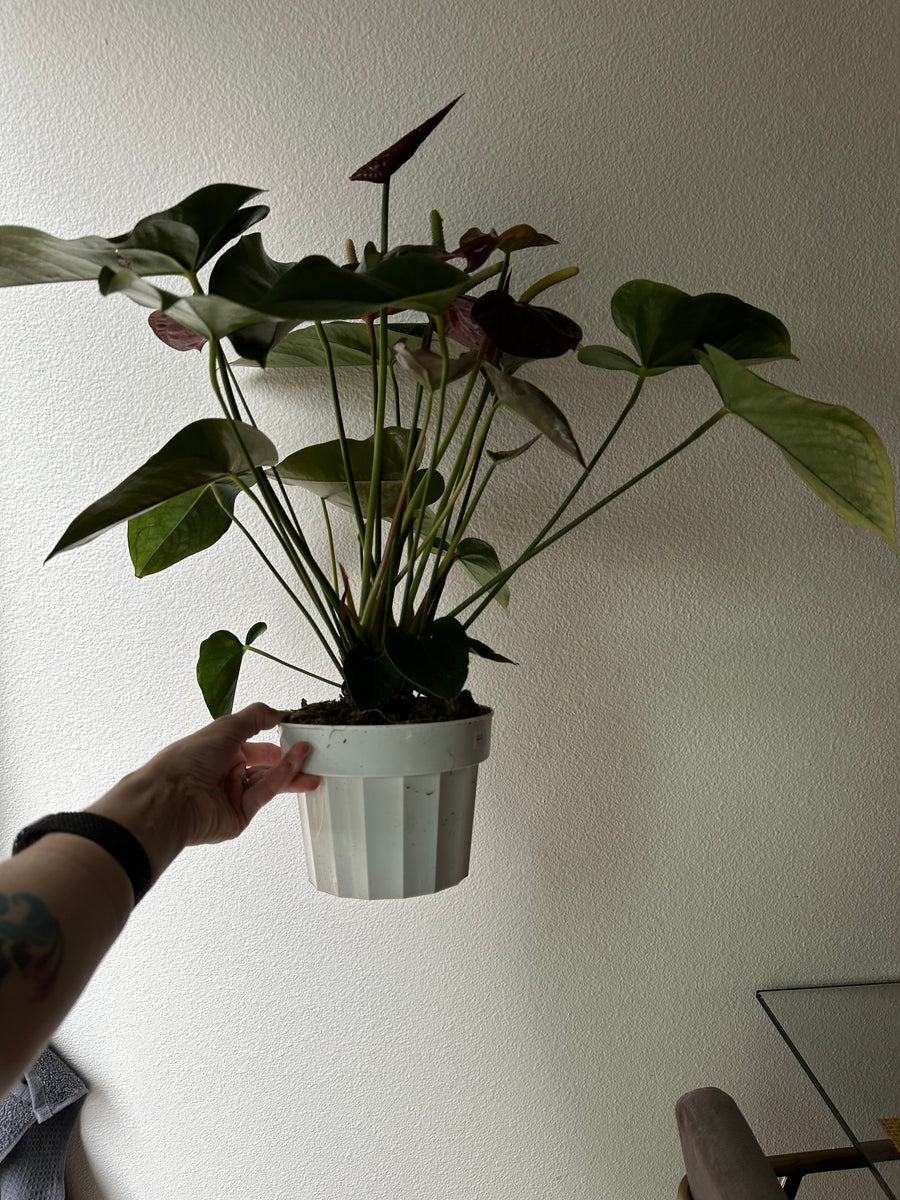 Anthurium