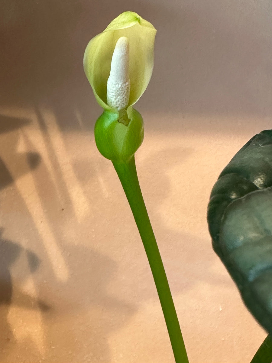 alocasia amazonica flower seeds Alocasia - Sinuata