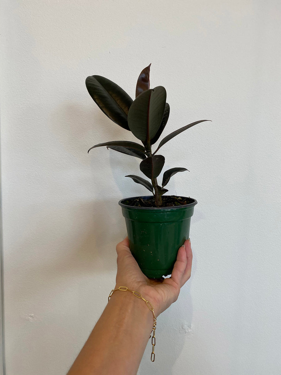 rubber tree price philippines Ficus Elastica