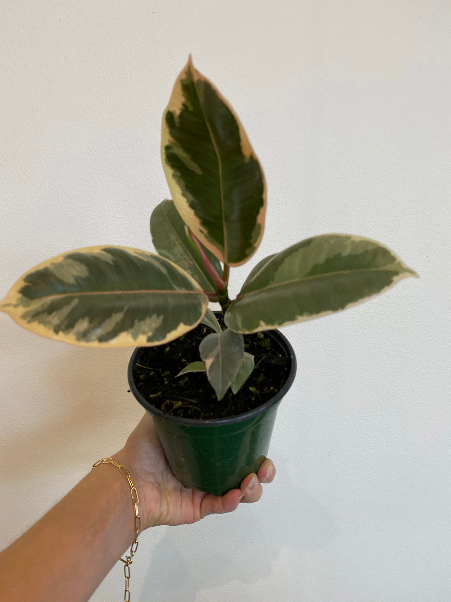 rubber tree genus Ficus Elastica