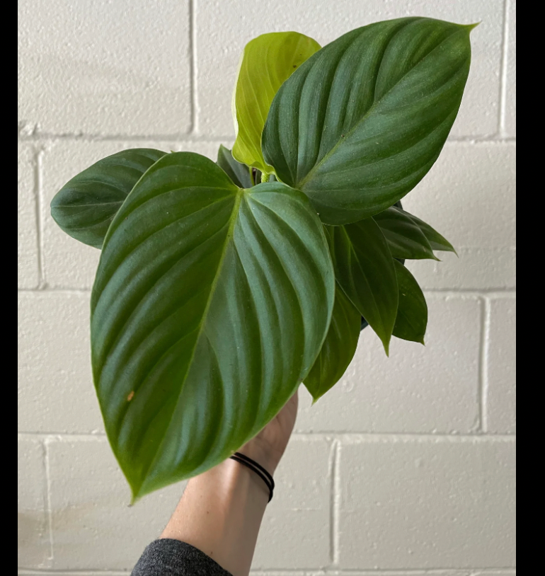philodendron nangaritense fuzzy petiole Philodendron 