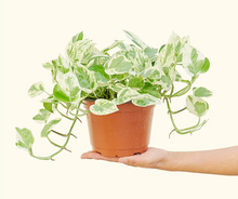 Load image into Gallery viewer, Epipremnum Aureum - Pearls and Jade Pothos