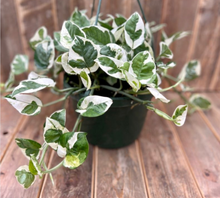 Load image into Gallery viewer, Epipremnum Aureum - Pearls and Jade Pothos