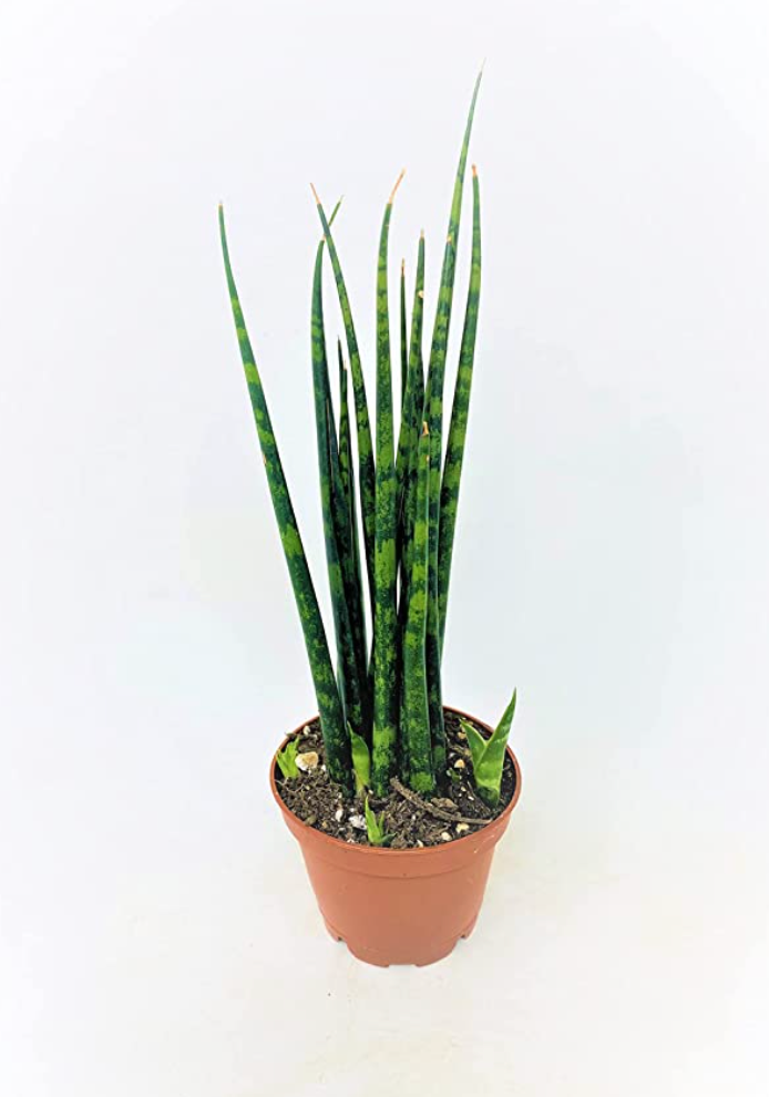 dracaena fernwood Sansevieria Fernwood