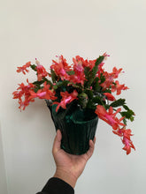 Load image into Gallery viewer, Zygocactus - Holiday Cacti