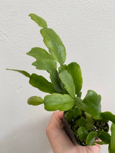 Load image into Gallery viewer, Schlumbergera Cactus