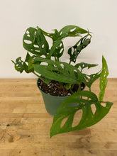 Load image into Gallery viewer, Monstera Adansonii - Swiss Cheese Plant