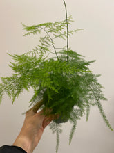 Load image into Gallery viewer, Asparagus Plumosus - Asparagus Fern