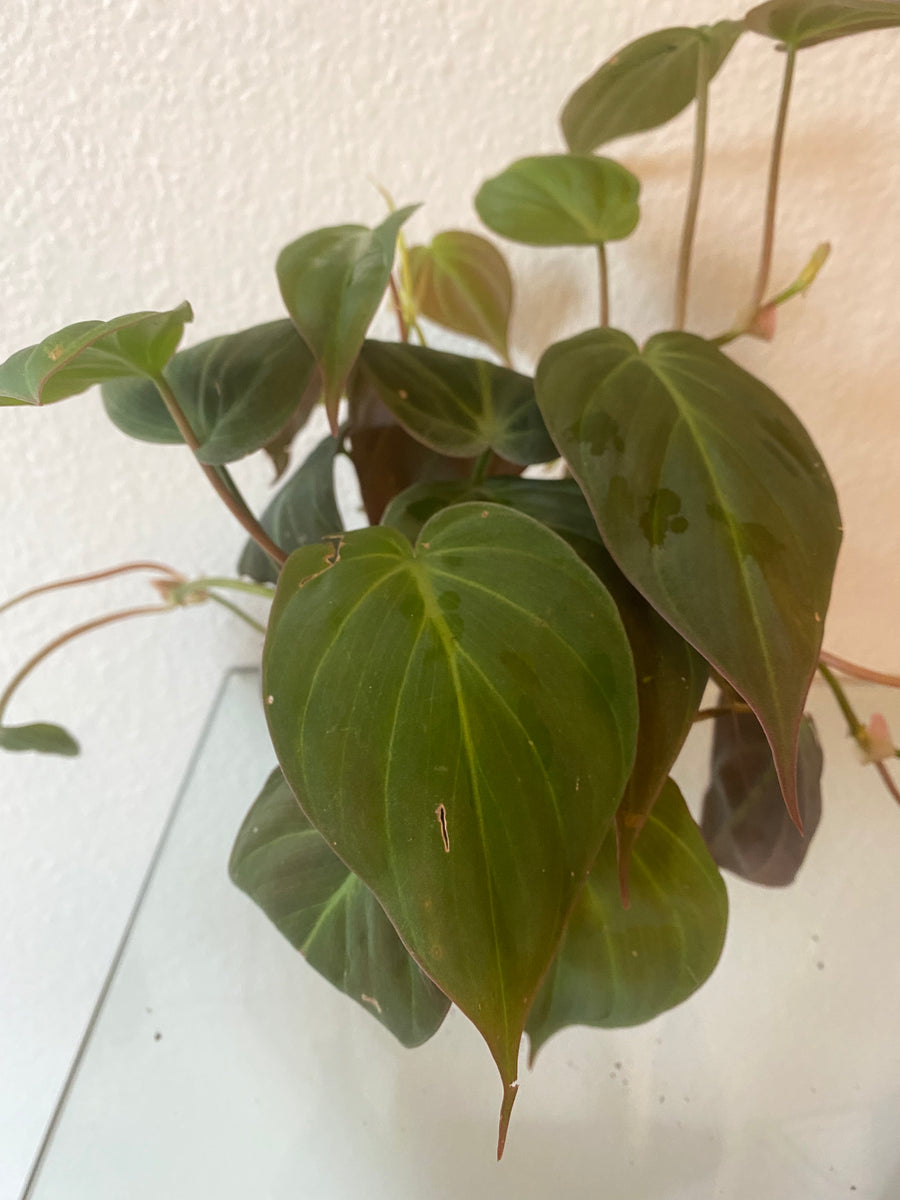 philodendron mican Philodendron Micans – WILDEHAUS