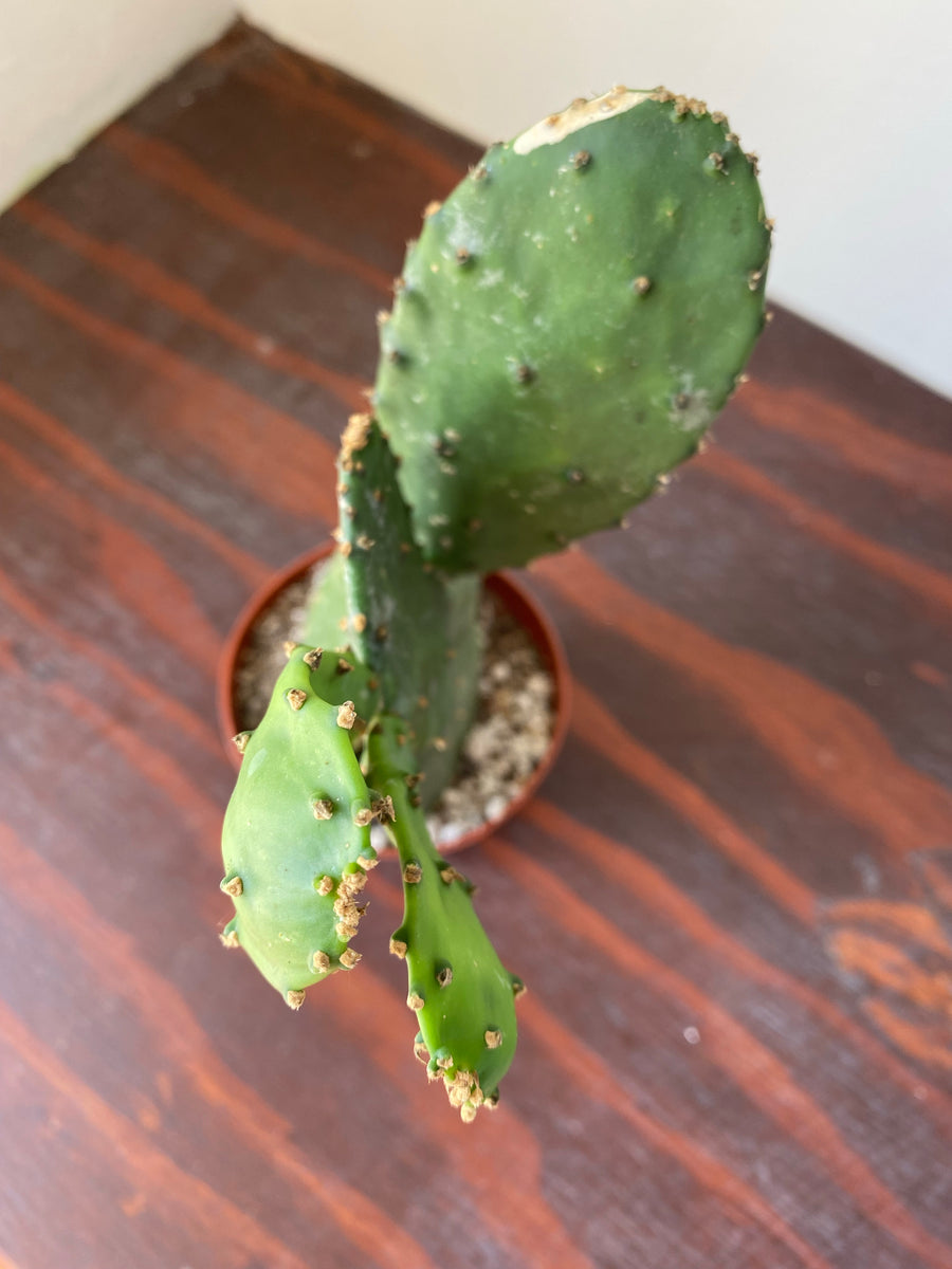 prickly pear cactus oregon Prickly Pear Cactus – WILDEHAUS