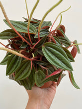 Load image into Gallery viewer, Peperomia - Caperata Rosso