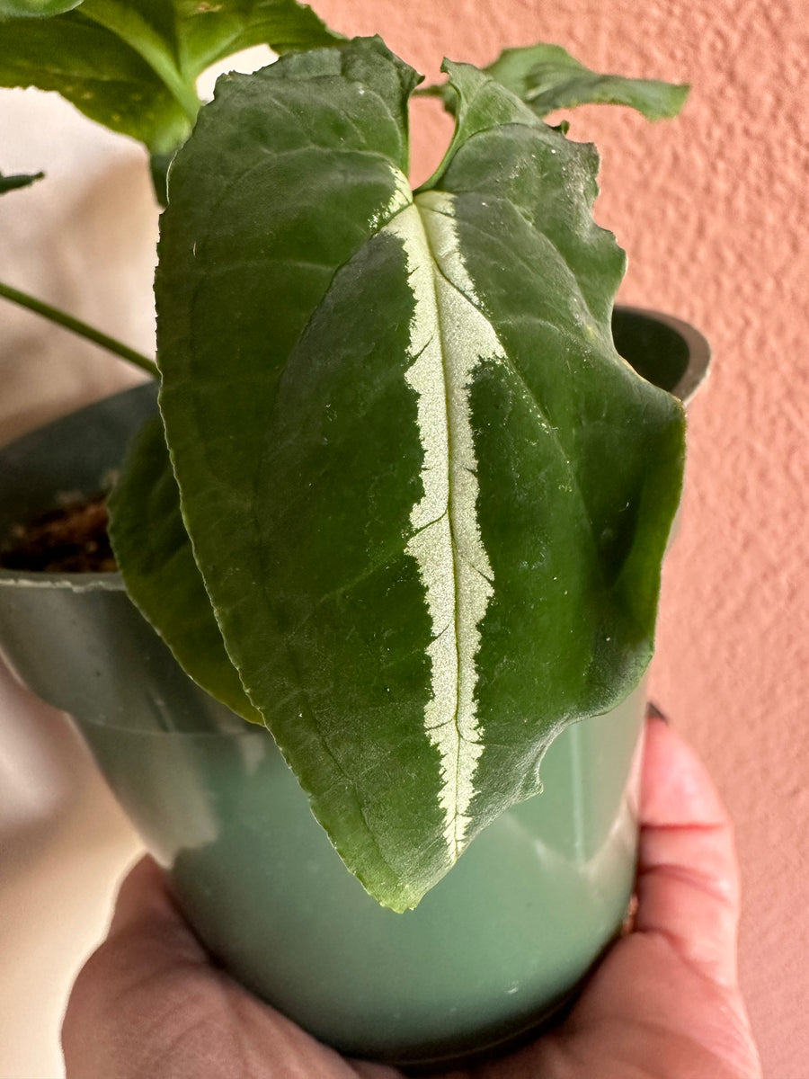 Syngonium Wendlandii – WILDEHAUS