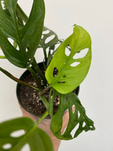 Load image into Gallery viewer, Monstera Adansonii - Swiss Cheese Plant