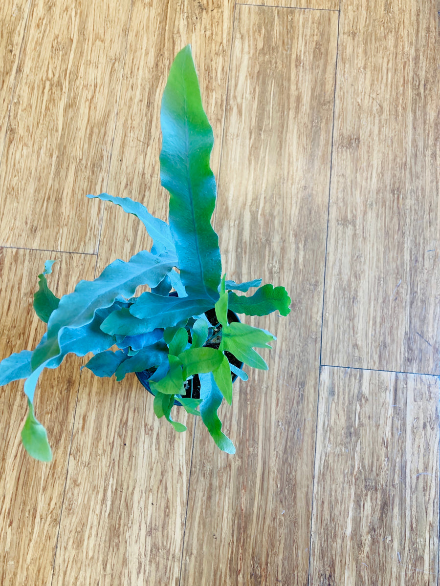 mounted blue star fern Polypodium pseudoaureum - 'Blue Star'