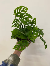 Load image into Gallery viewer, Monstera Adansonii - Swiss Cheese Plant