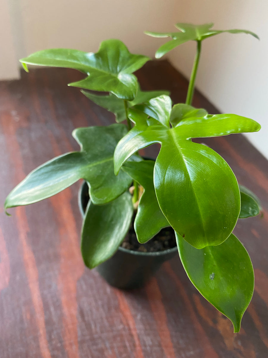 Philodendron Pedatum 4"  WILDEHAUS