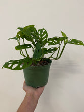 Load image into Gallery viewer, Monstera Adansonii - Swiss Cheese Plant