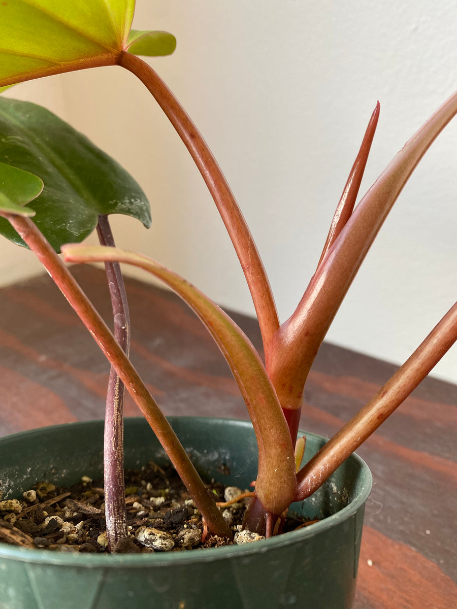 Philodendron Red Emerald
