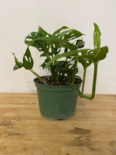 Load image into Gallery viewer, Monstera Adansonii - Swiss Cheese Plant