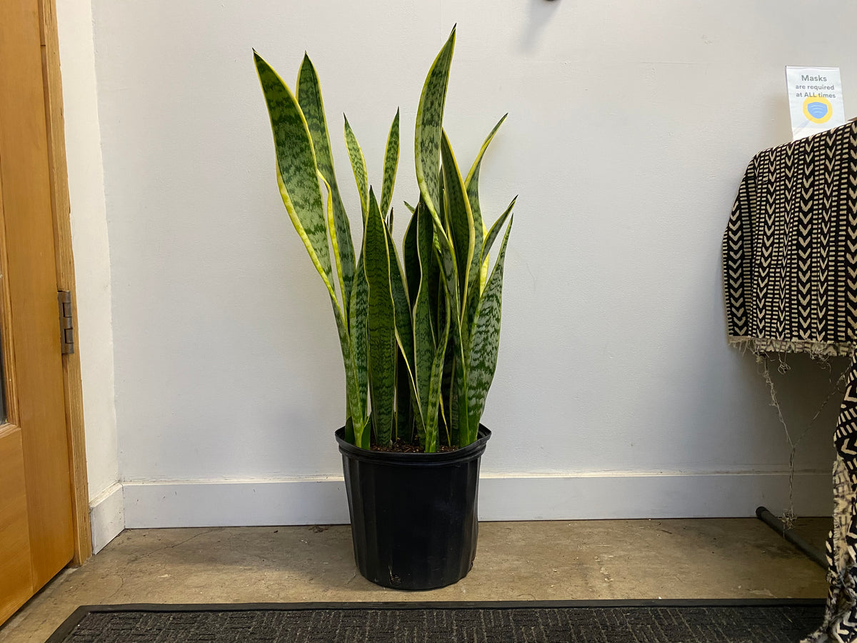 leaning snake plant Sansevieria Trifasciata Laurentii