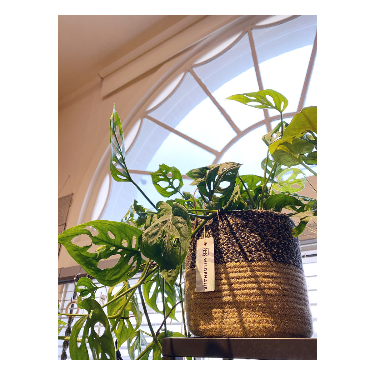 Monstera Adansonii - Swiss Cheese Plant