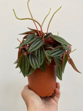 Load image into Gallery viewer, Peperomia - Caperata Rosso