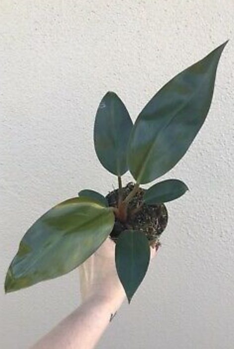 philodendron black cardinal vs rojo congo Philodendron Rojo Congo