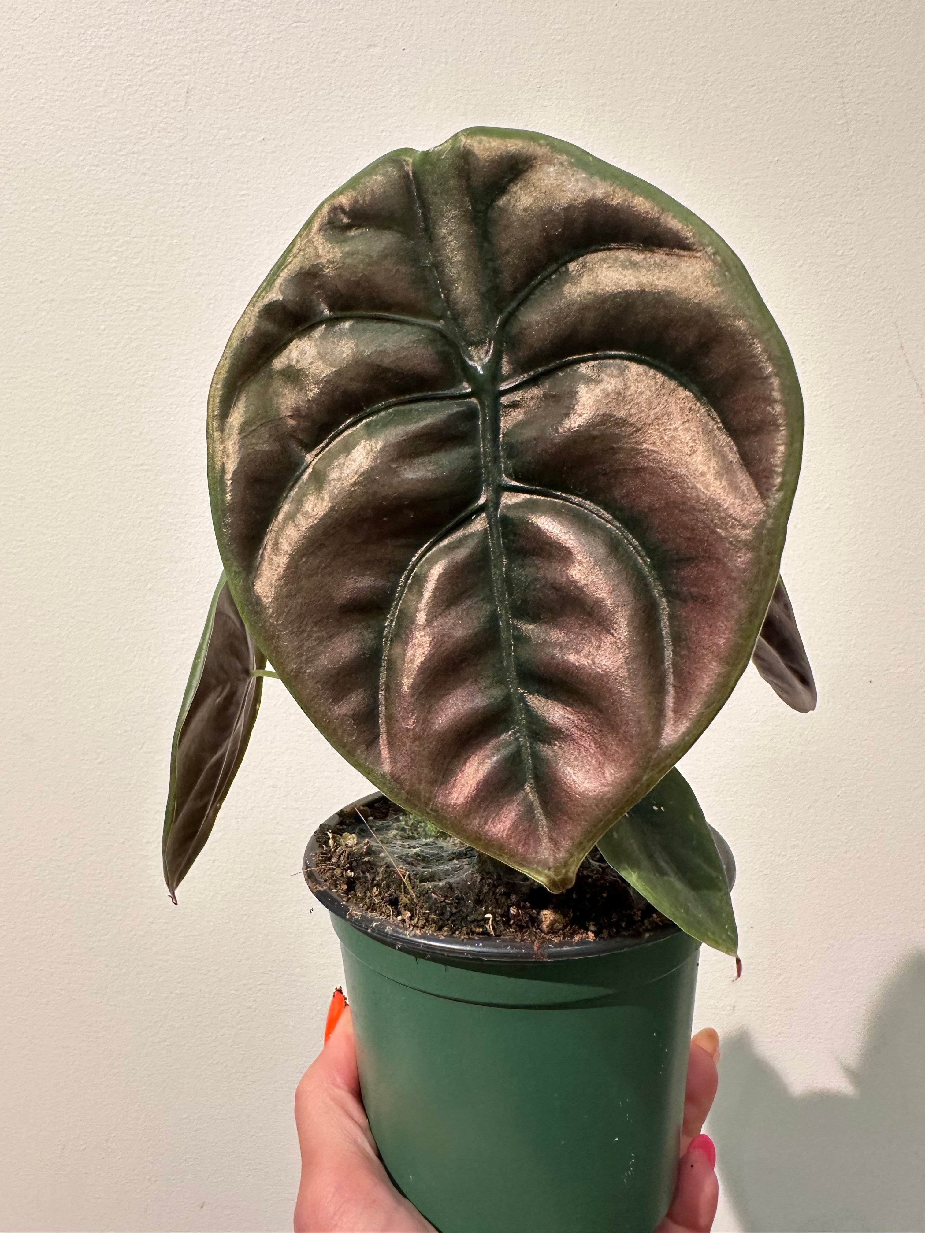 Alocasia - Cuprea