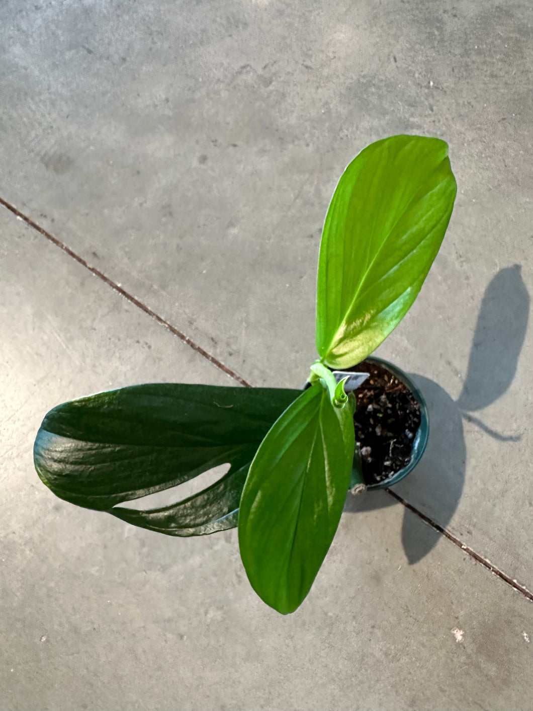Monstera Acacoyaguensis