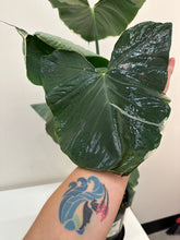 Load image into Gallery viewer, Alocasia - Mickey Mouse - Xanthosoma Variegata