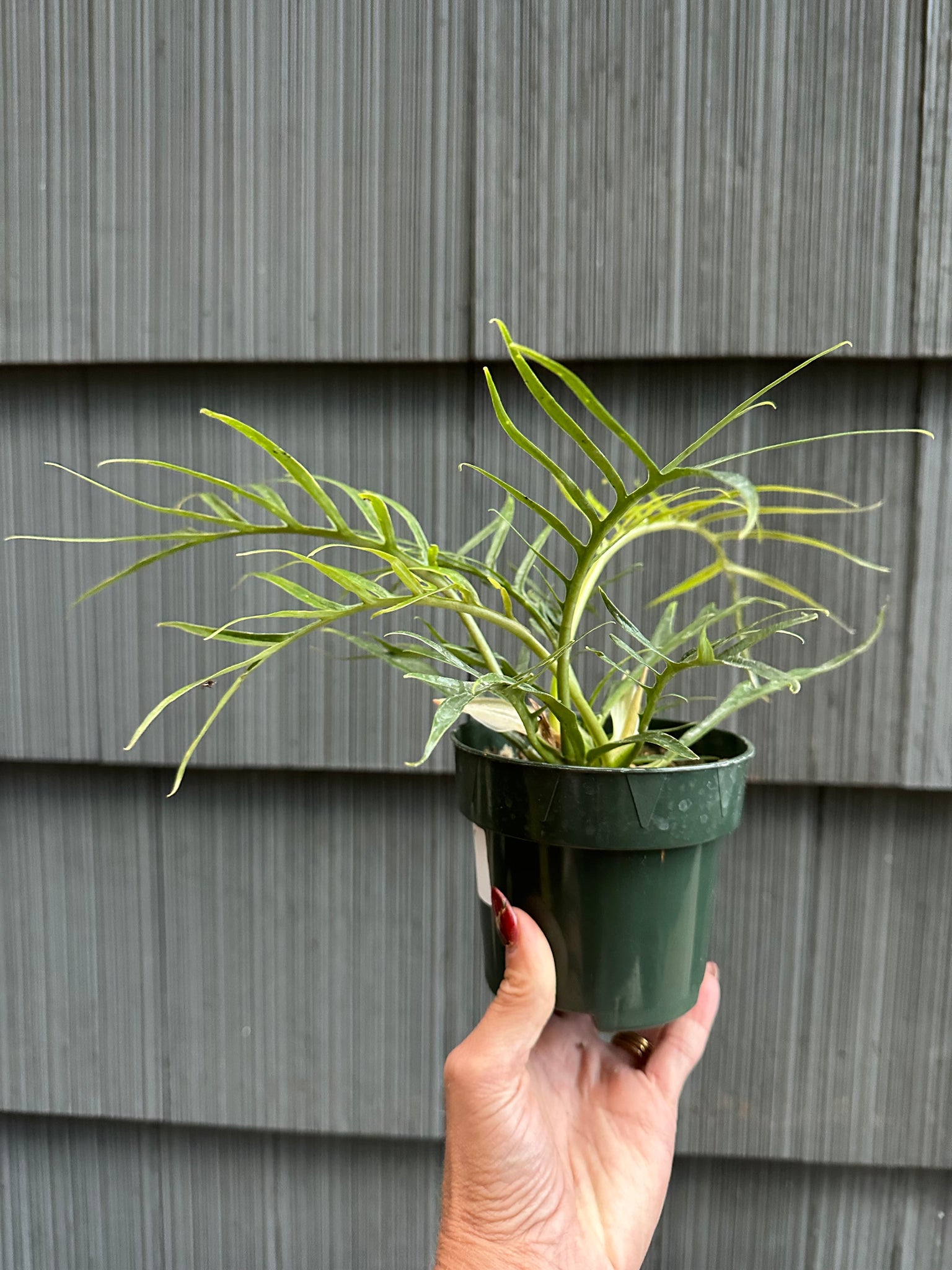 philodendron for tortoise Philodendron Tortum