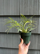 Load image into Gallery viewer, Philodendron Tortum - 4&quot;