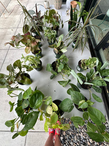 2x 4” plants for $20