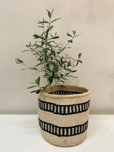Load image into Gallery viewer, Olea Europaea