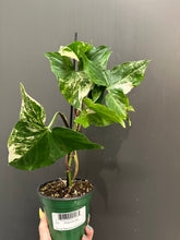 Load image into Gallery viewer, Syngonium Albo - 4&quot;