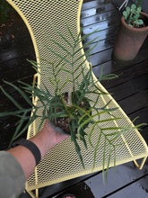 Load image into Gallery viewer, Philodendron Tortum - 4&quot;
