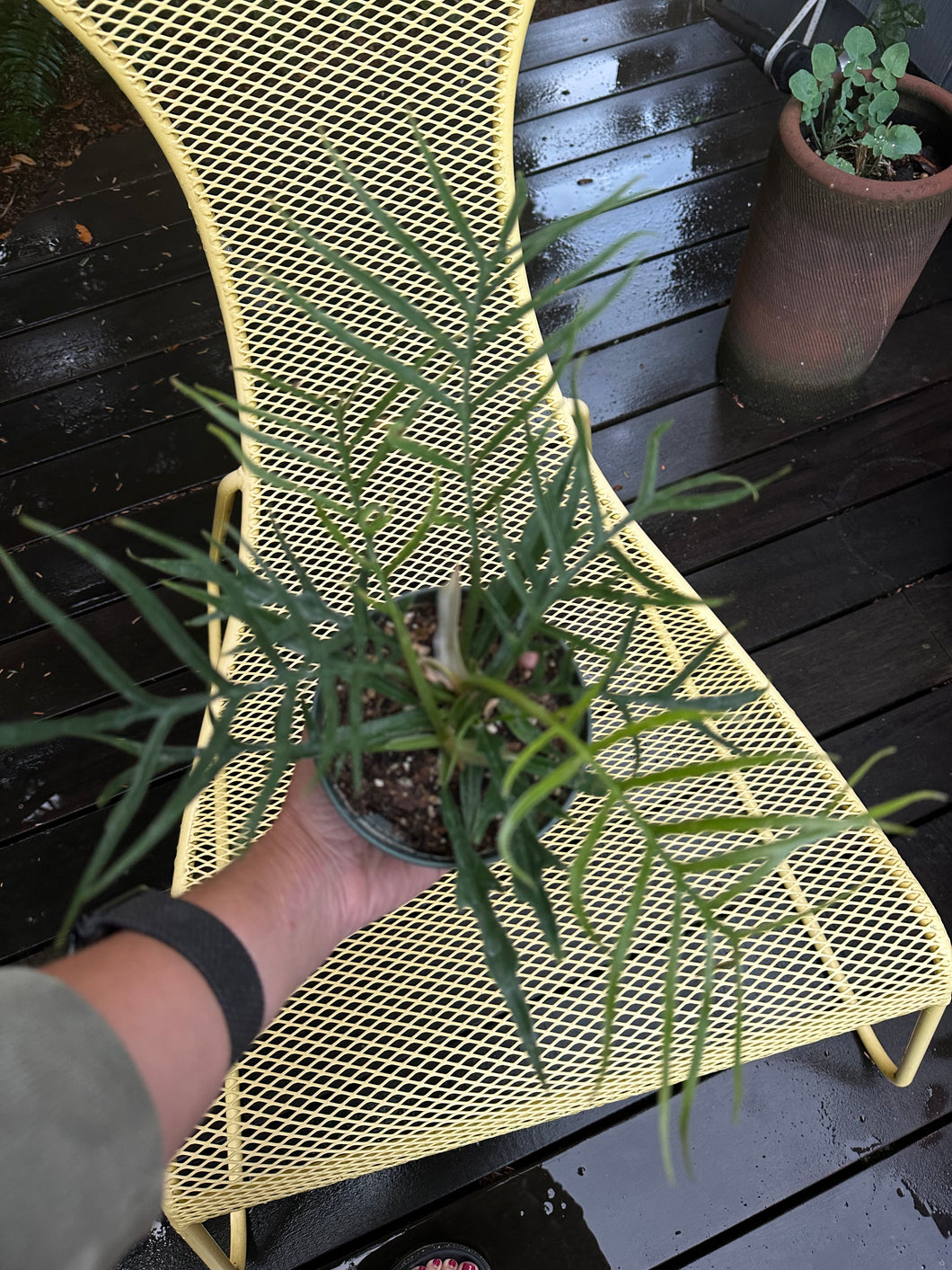 Philodendron Tortum - 4