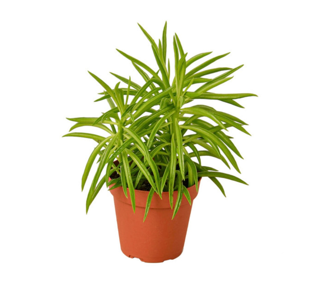 Peperomia - Ferreyrae - Happy Bean