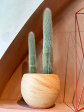 Load image into Gallery viewer, Cleistocactus straussii - Silver Torch Cactus