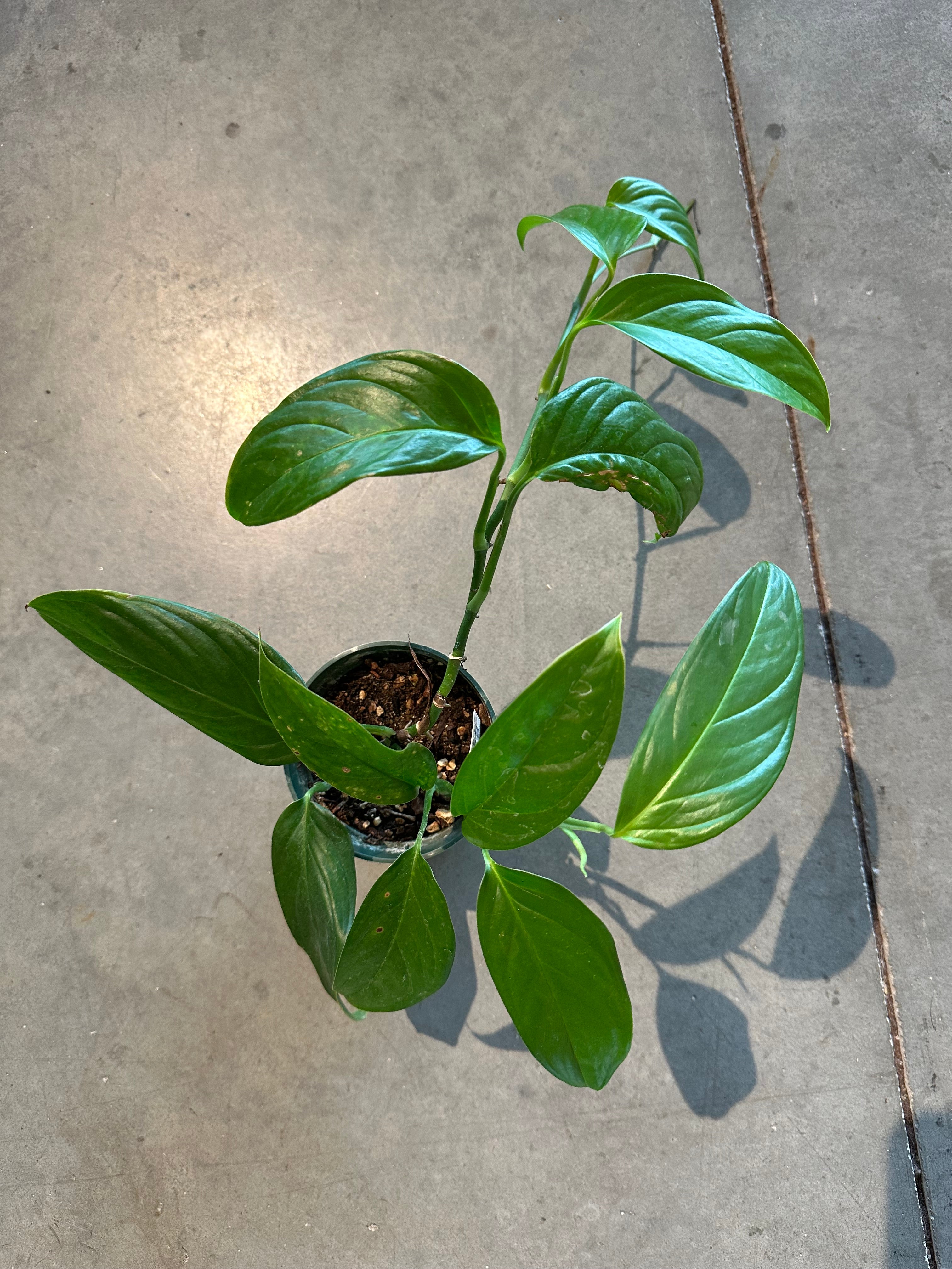 Monstera Obliqua (Bolivia) – WILDEHAUS