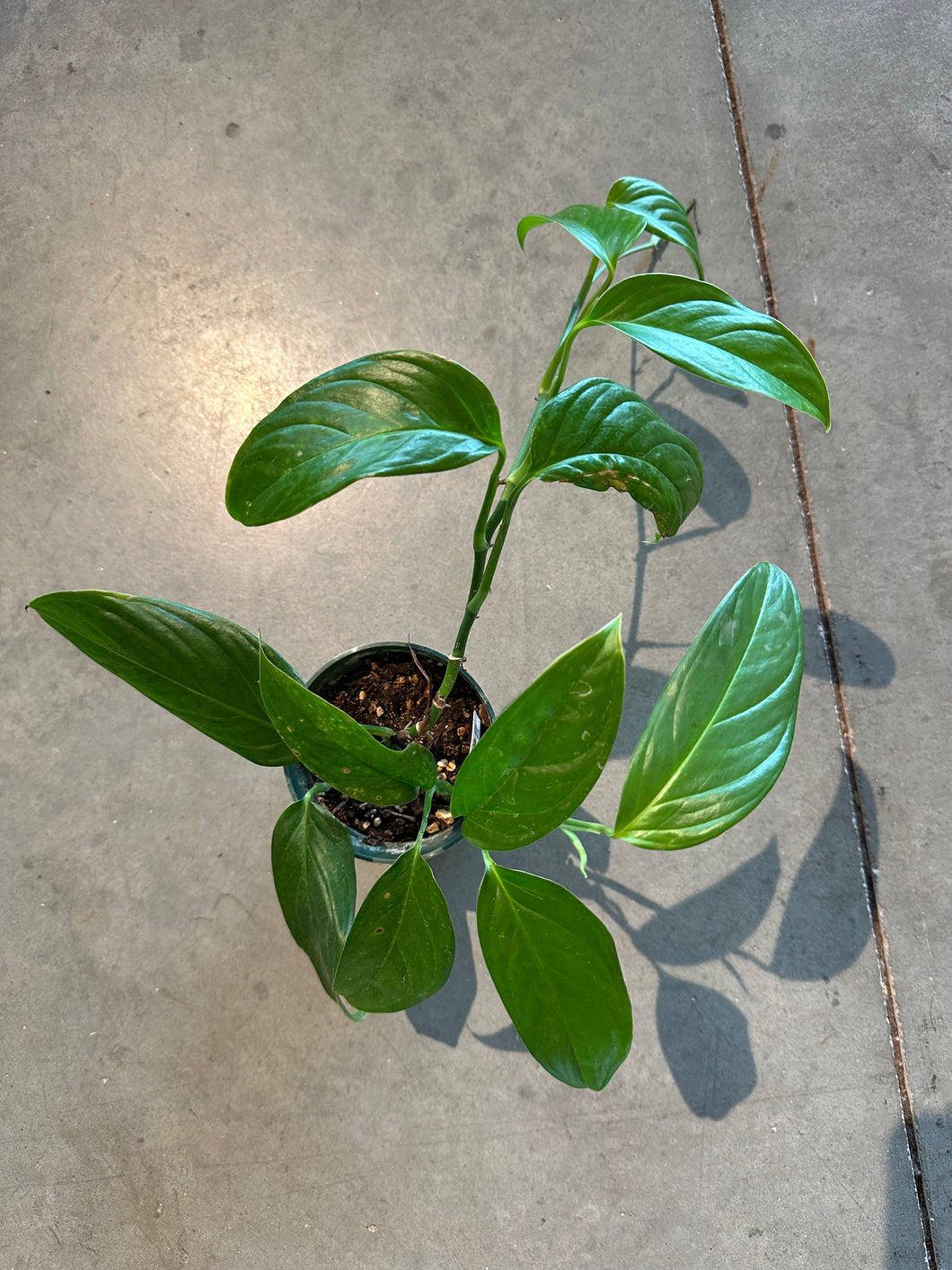 monstera obliqua bolivian Monstera Obliqua (Bolivia) – WILDEHAUS