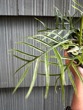 Load image into Gallery viewer, Philodendron Tortum - 4&quot;