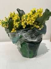 Load image into Gallery viewer, Florist Kalanchoe - Blossfeldiana