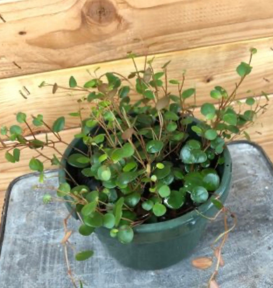 Pepperspot Peperomia