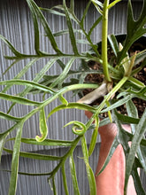 Load image into Gallery viewer, Philodendron Tortum - 4&quot;