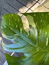 Load image into Gallery viewer, Monstera Deliciosa &quot;Thai Constellation&quot;